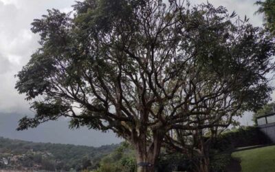 Que es la Arboricultura